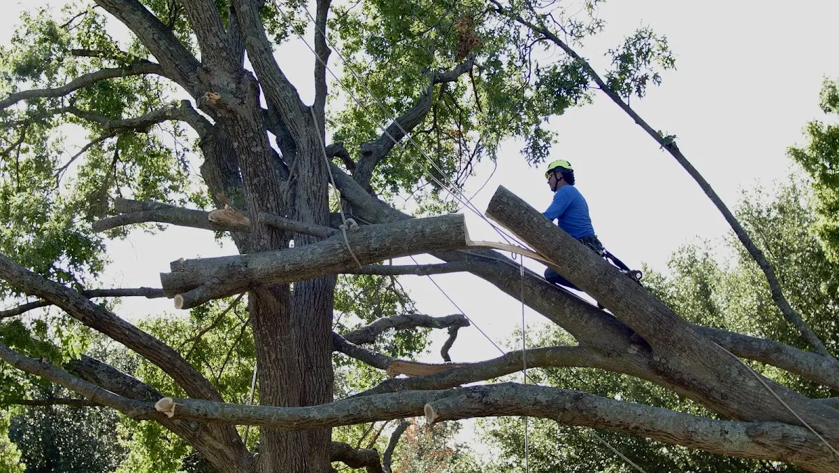 Professional Crown Thinning performed by certified arborists in Beaverville