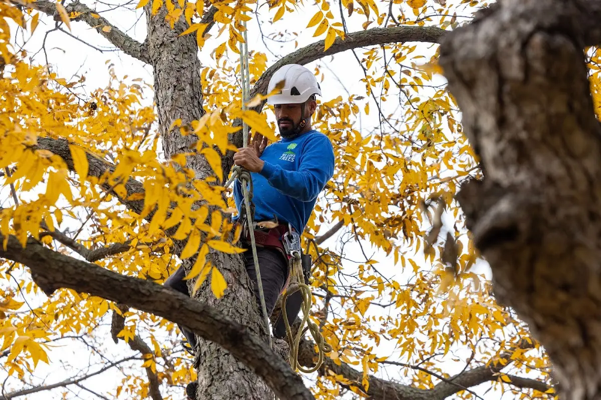 Skilled Tree Trimming crew working in Beaverville